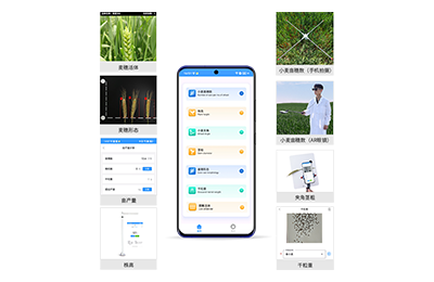 哈密地区小麦表型测量仪IN-XM05